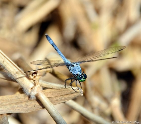 Blue Corporal Dragonfly