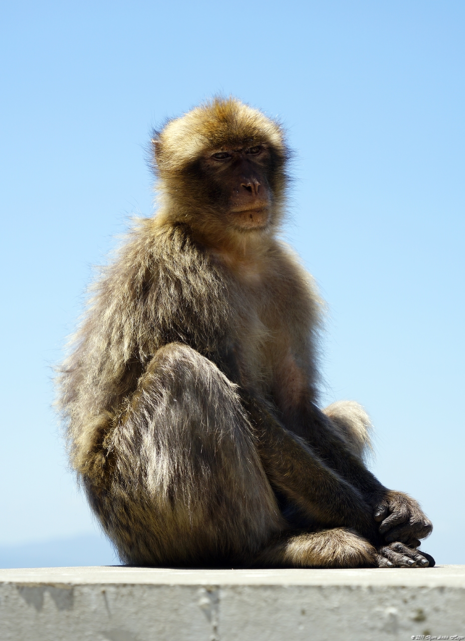 Gibraltar Monkey 12
