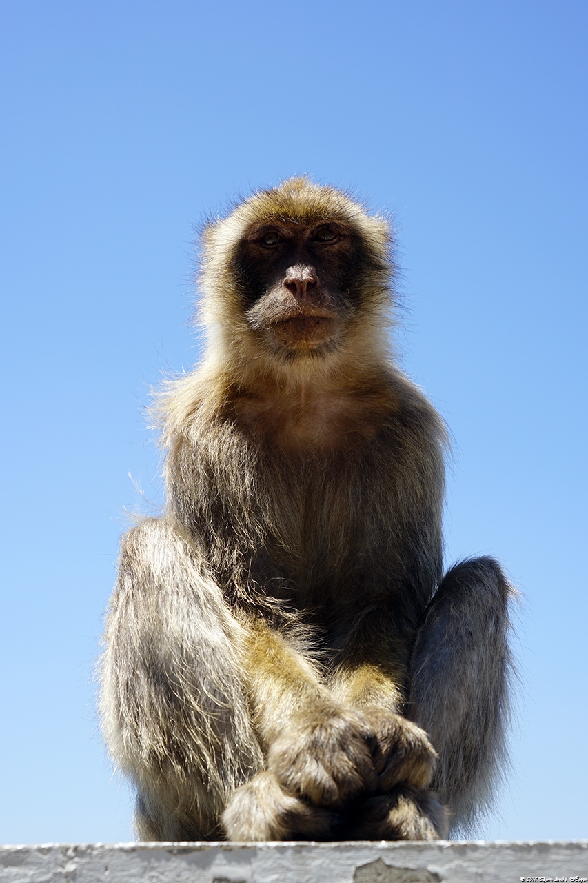 Gibraltar Monkey 14