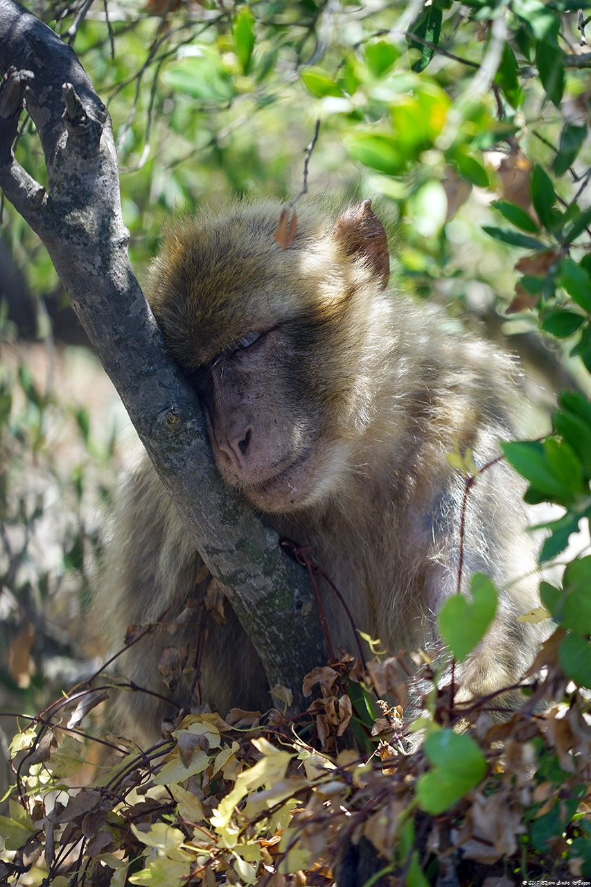 Gibraltar Monkey 17