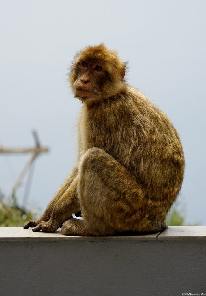 Gibraltar Monkey 1