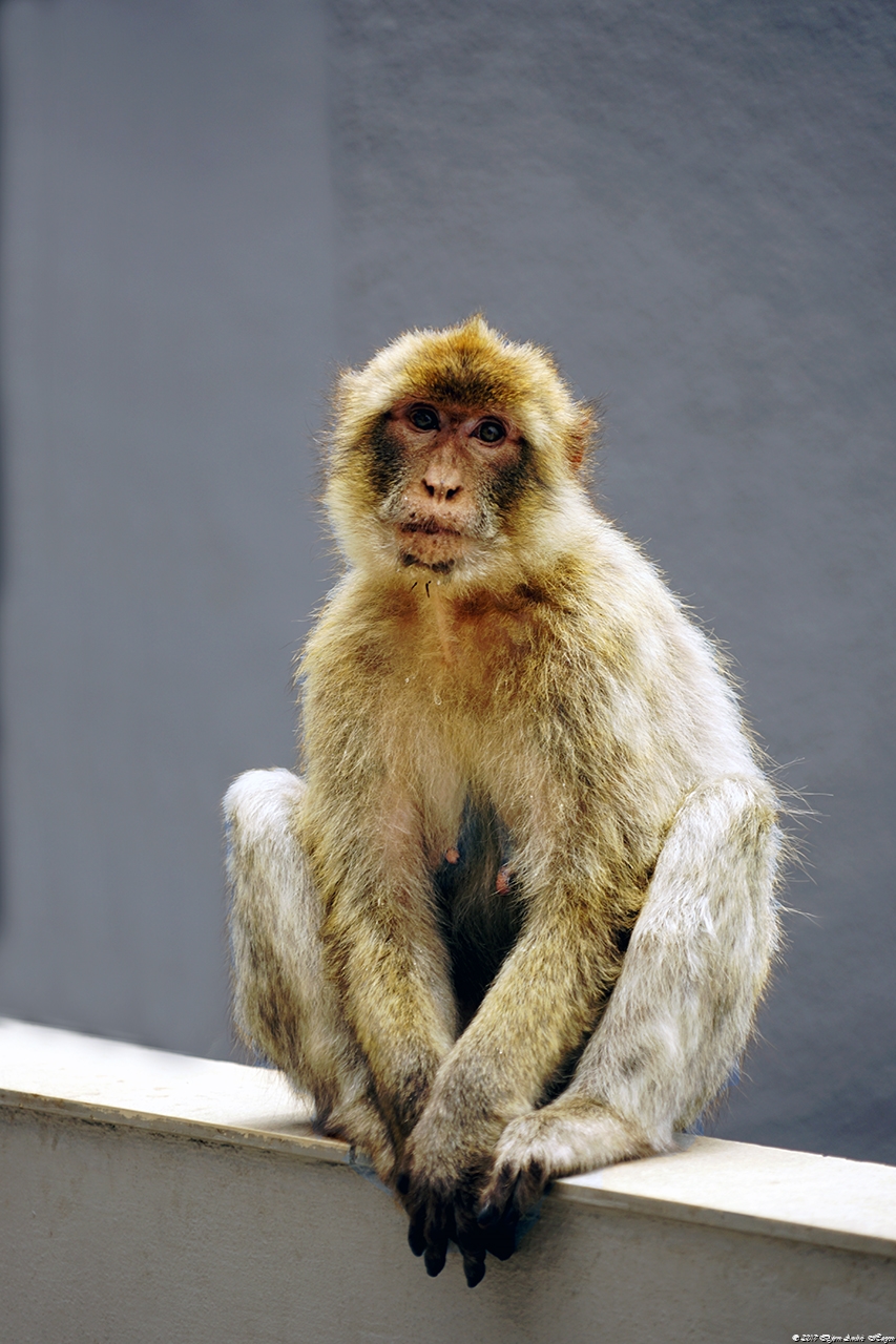 Gibraltar Monkey 2