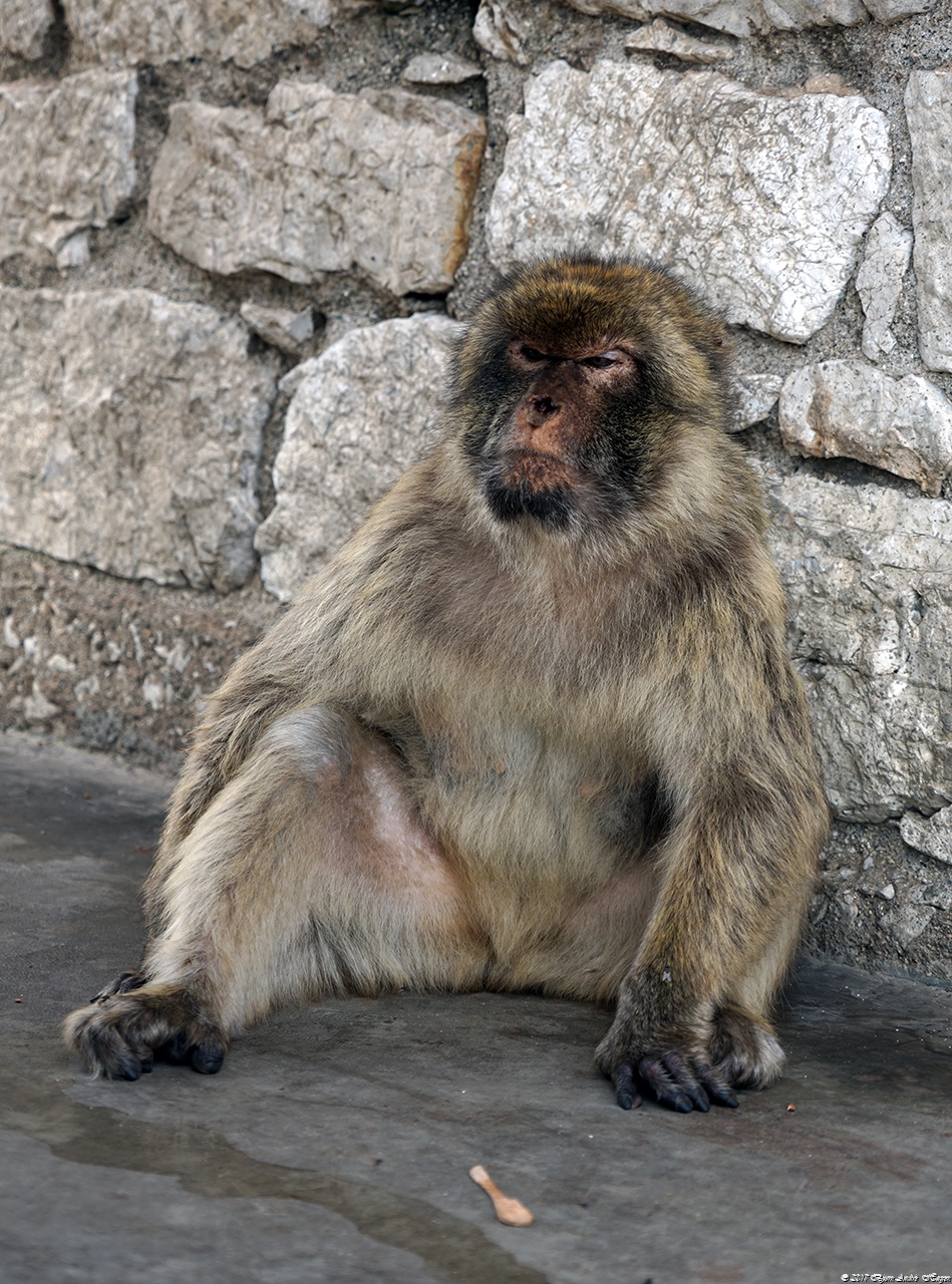 Gibraltar Monkey 4