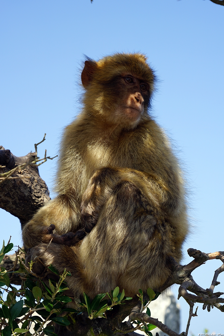 Gibraltar Monkey 5