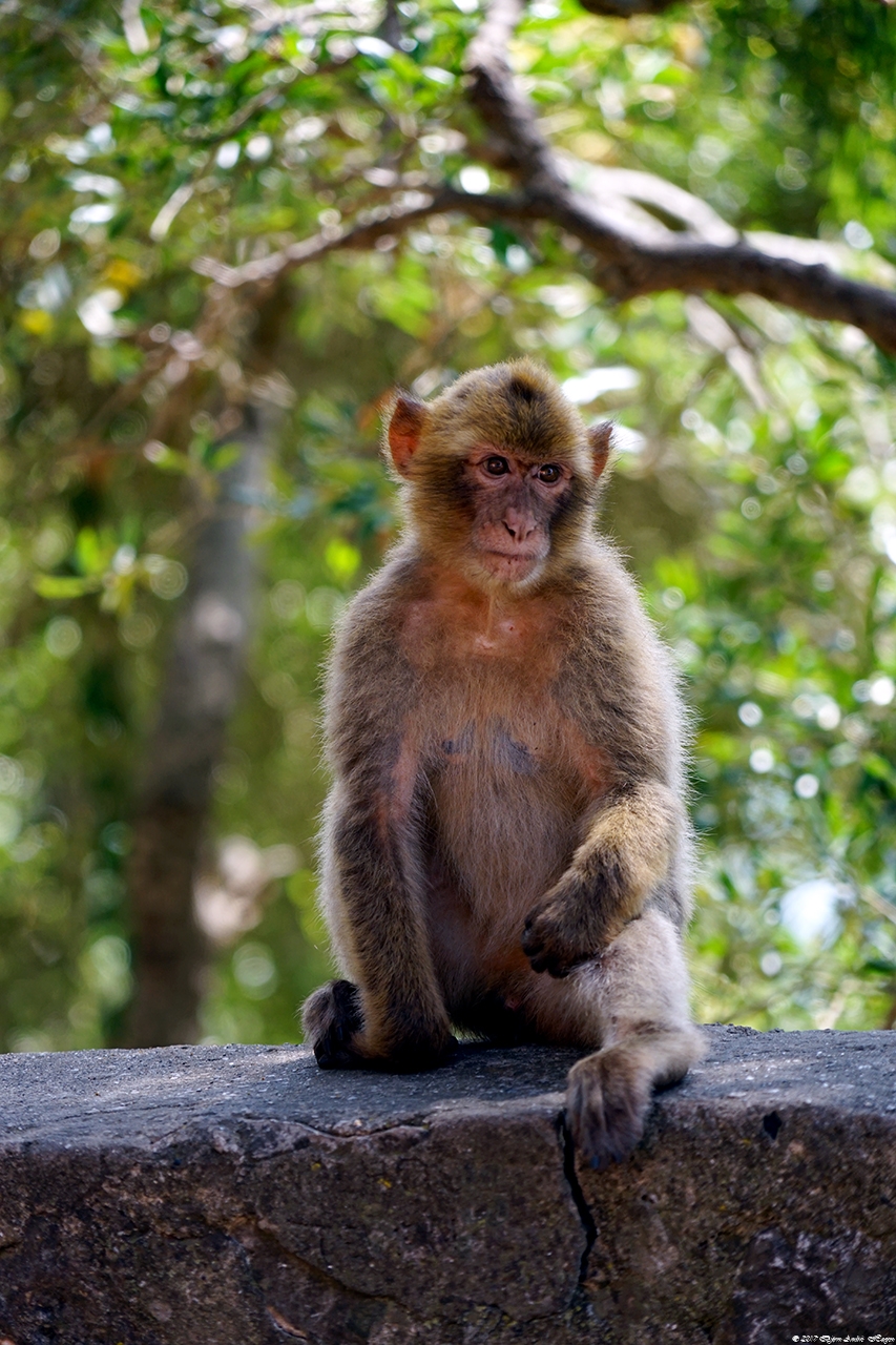 Gibraltar Monkey 6