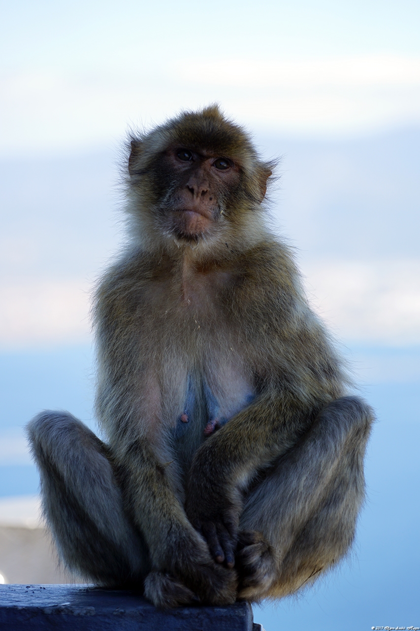 Gibraltar Monkey 8