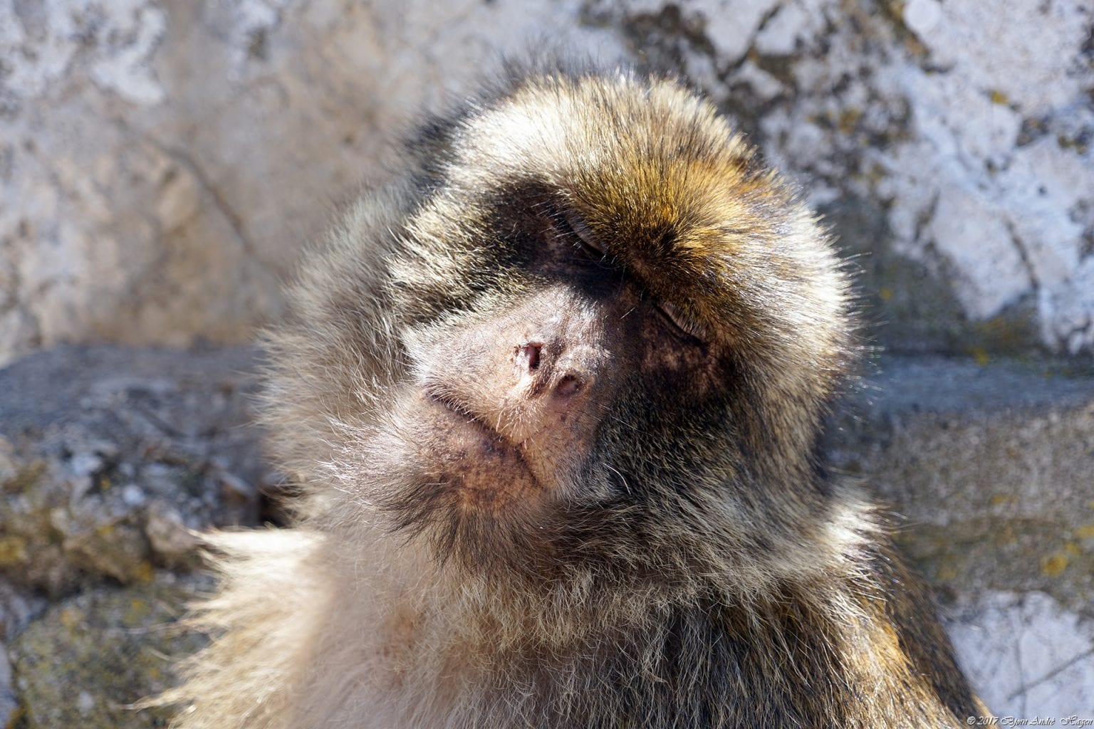 Gibraltar Monkey 9