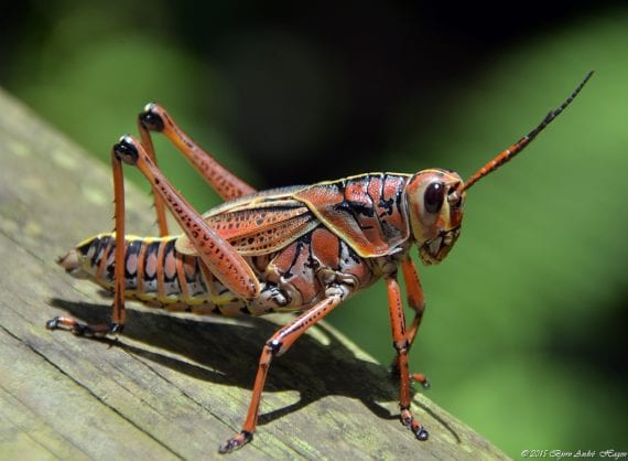 Grasshopper4