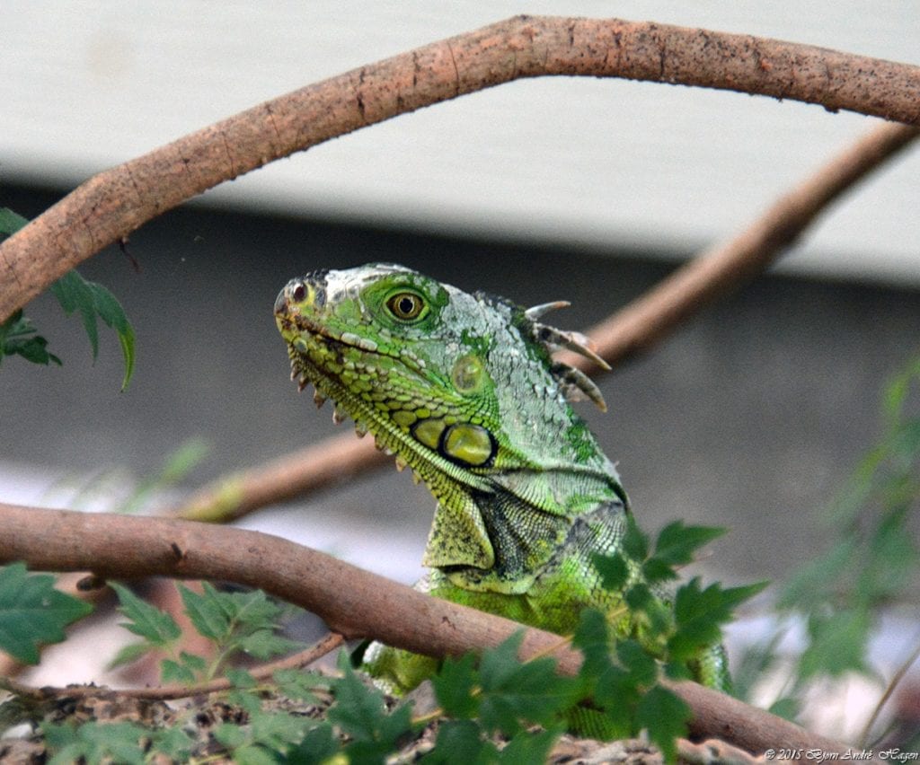 Green Iguana 2