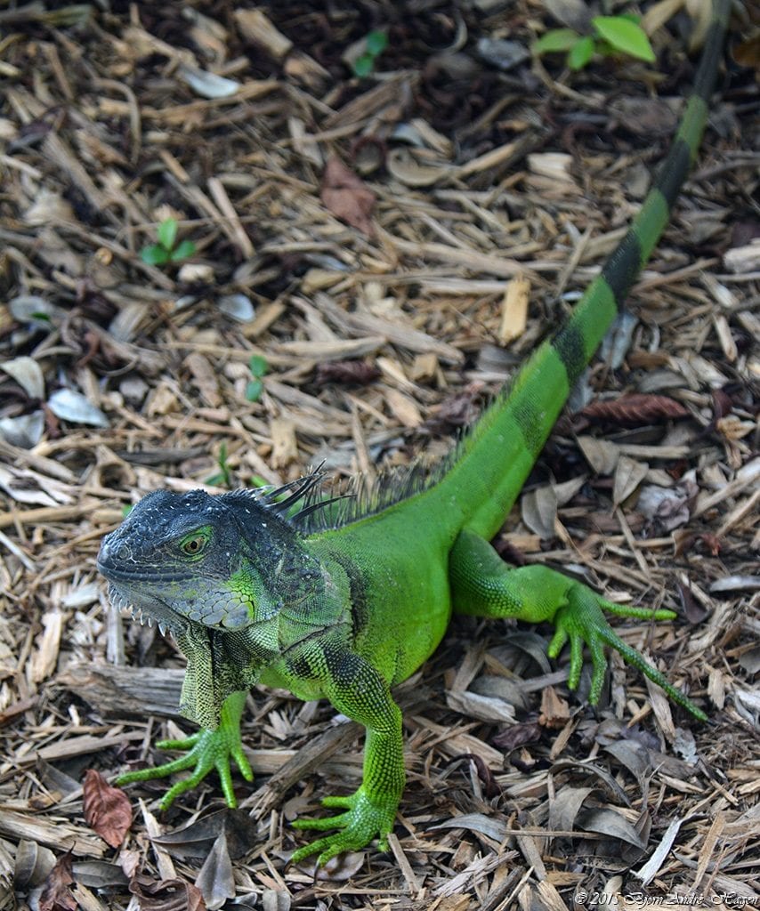 Green Iguana 3
