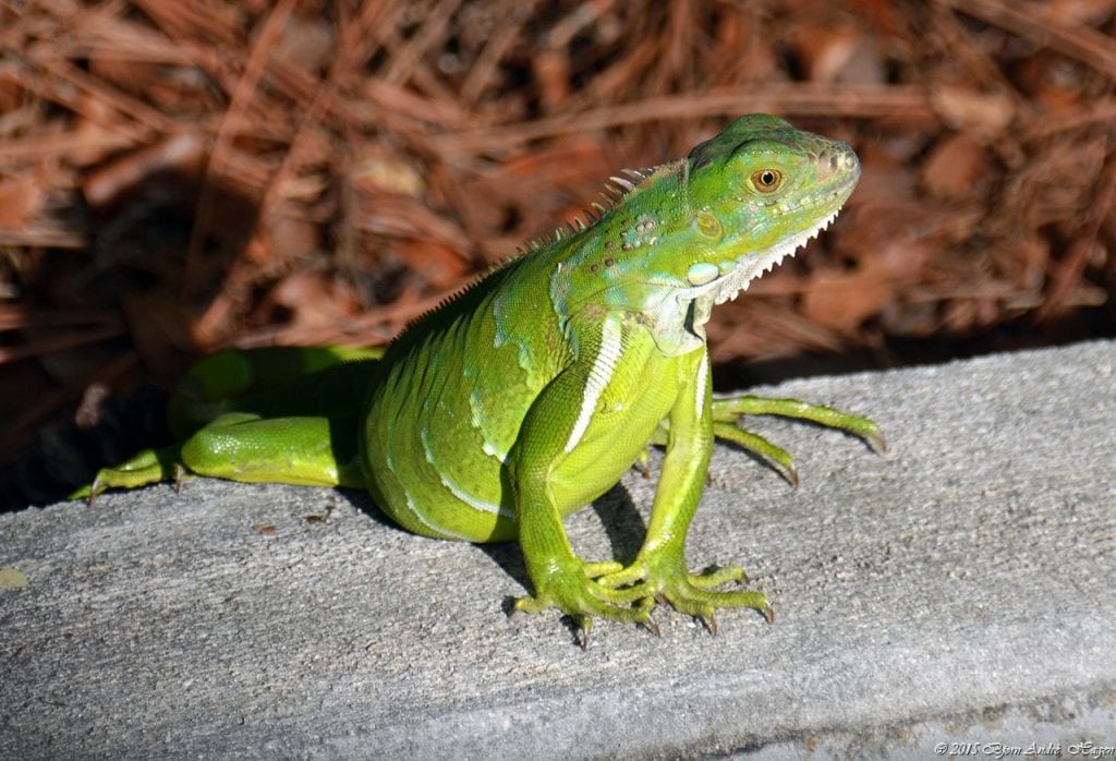 Green Iguana 4