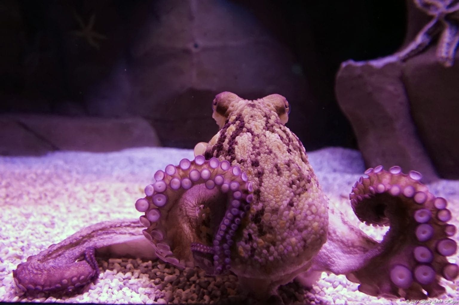 Octopus 2