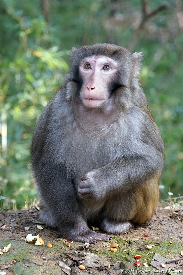 Suzhou Monkey 16