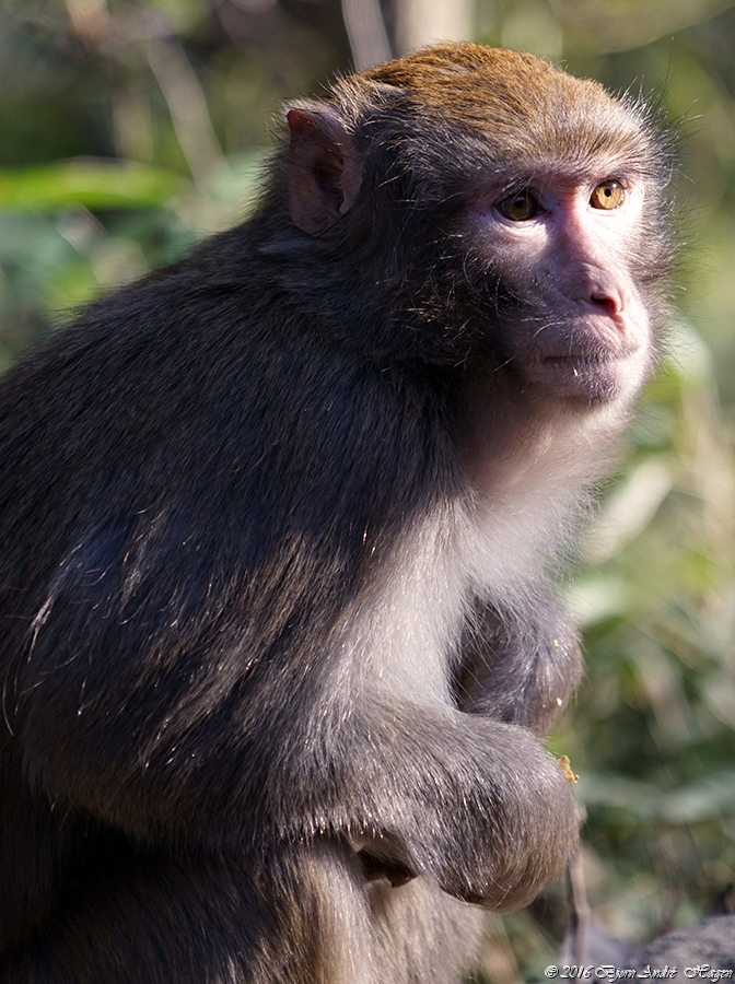 Suzhou Monkey 2-5