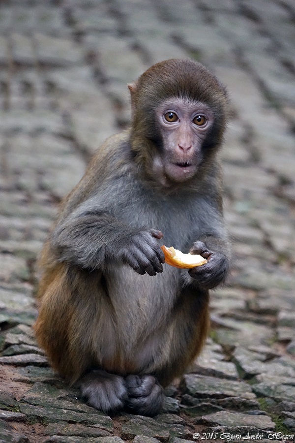 Suzhou Monkey 20