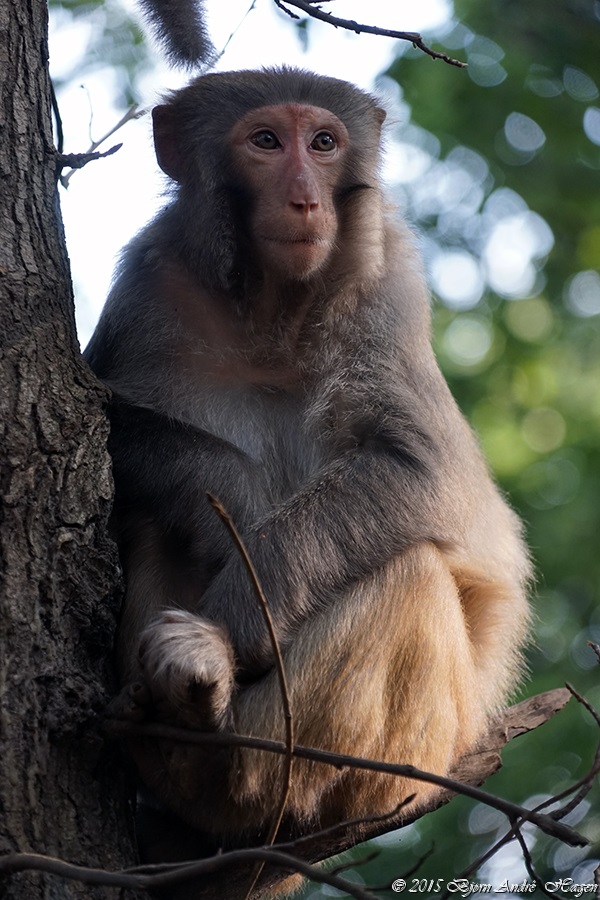 Suzhou Monkey 4
