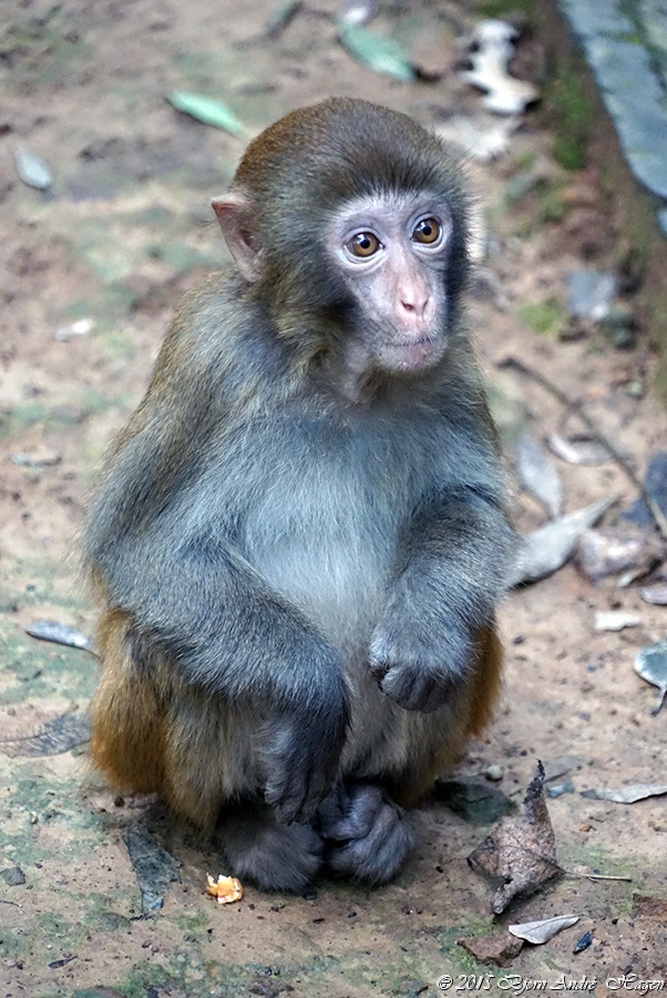 Suzhou Monkey 6