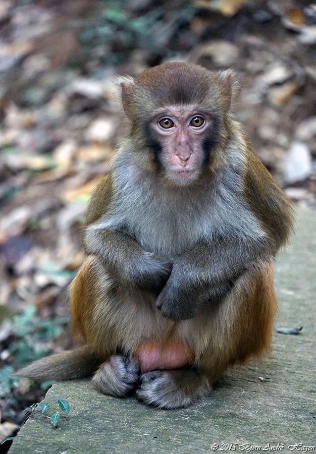 Suzhou Monkey 8