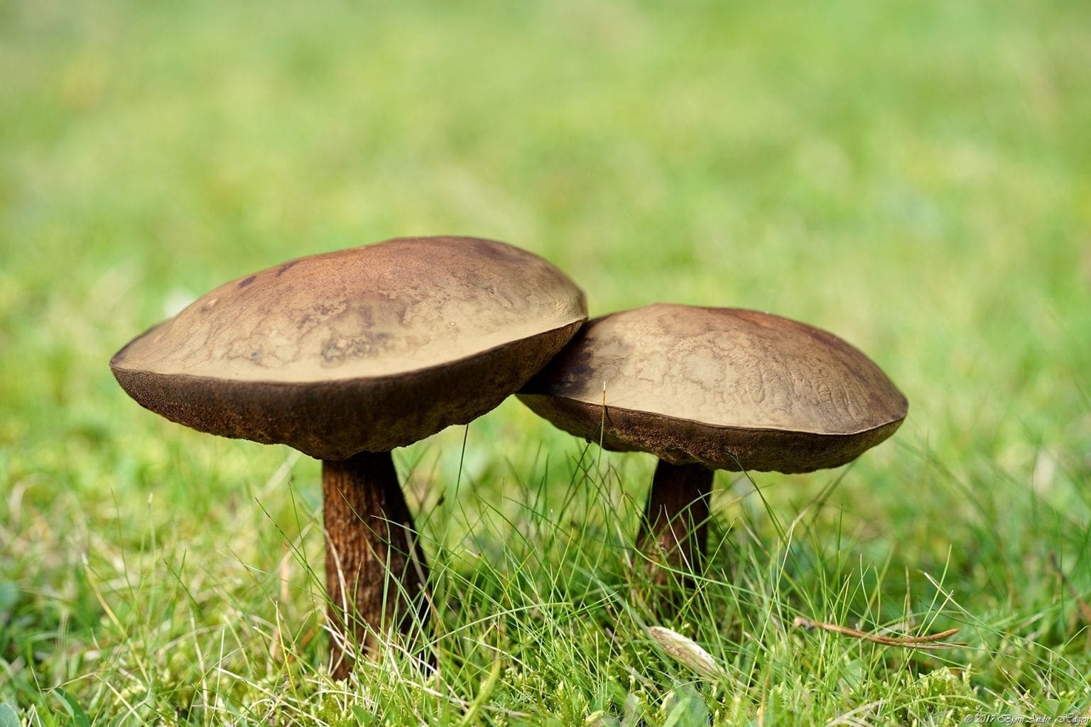 Married mushrooms