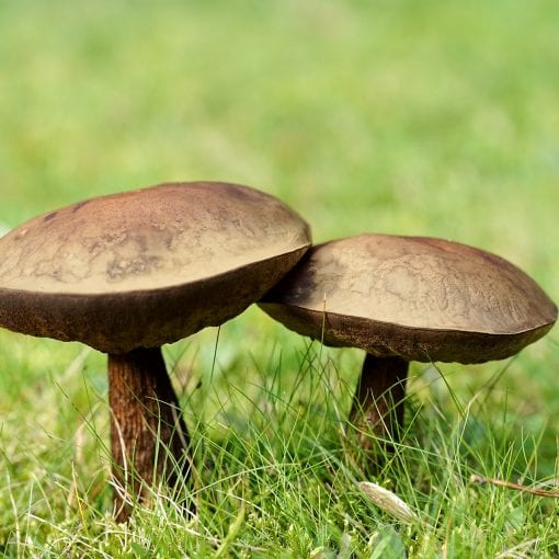 Married mushrooms