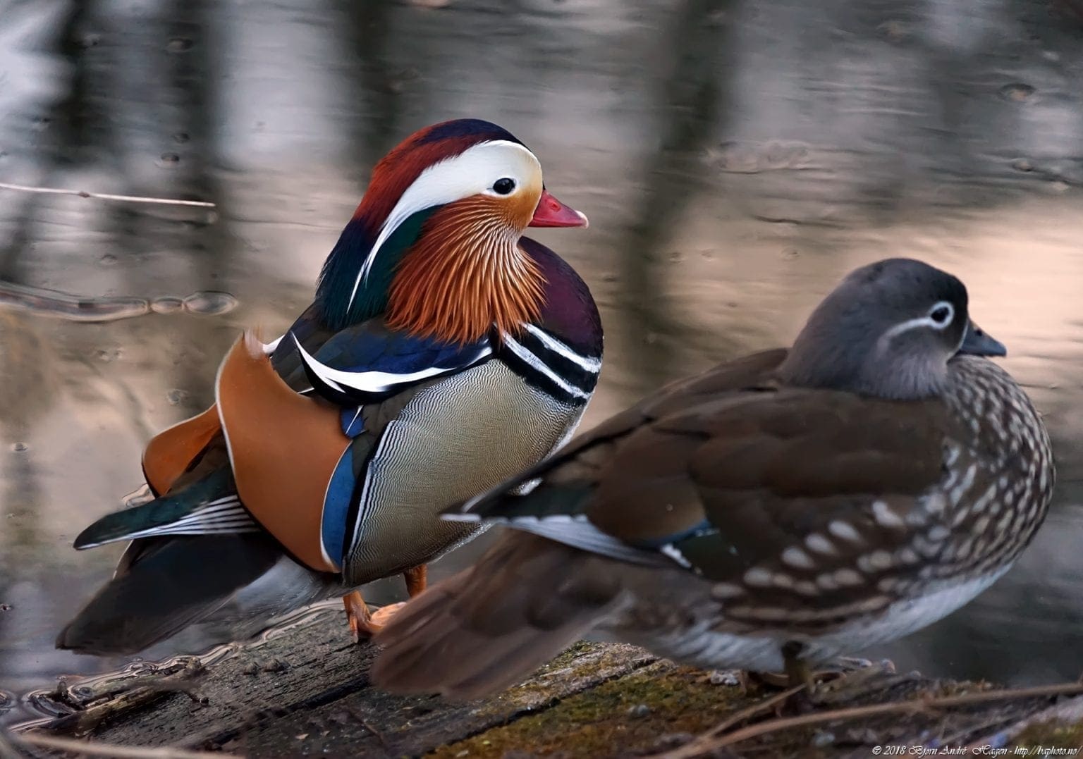 German Mandarin duck