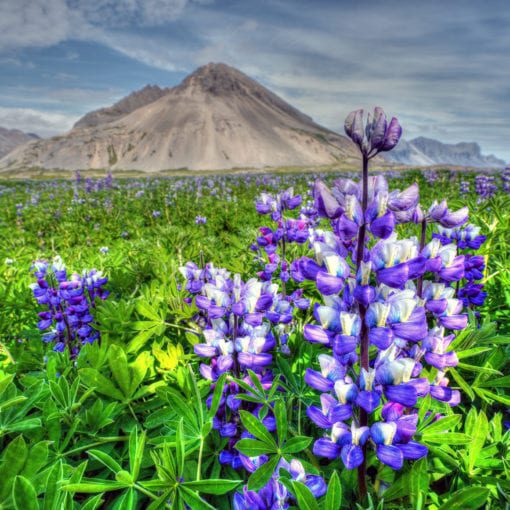 Flowers of south Iceland