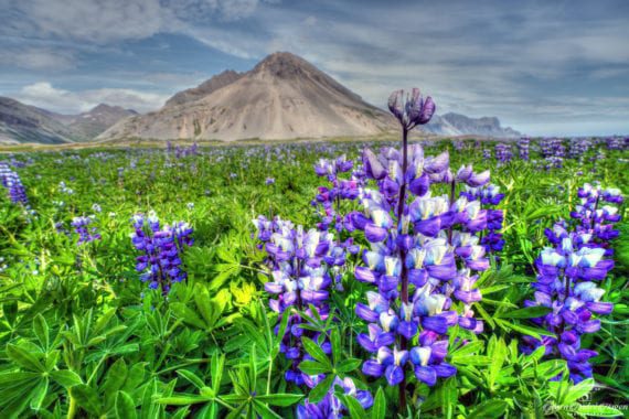 Flowers of south Iceland