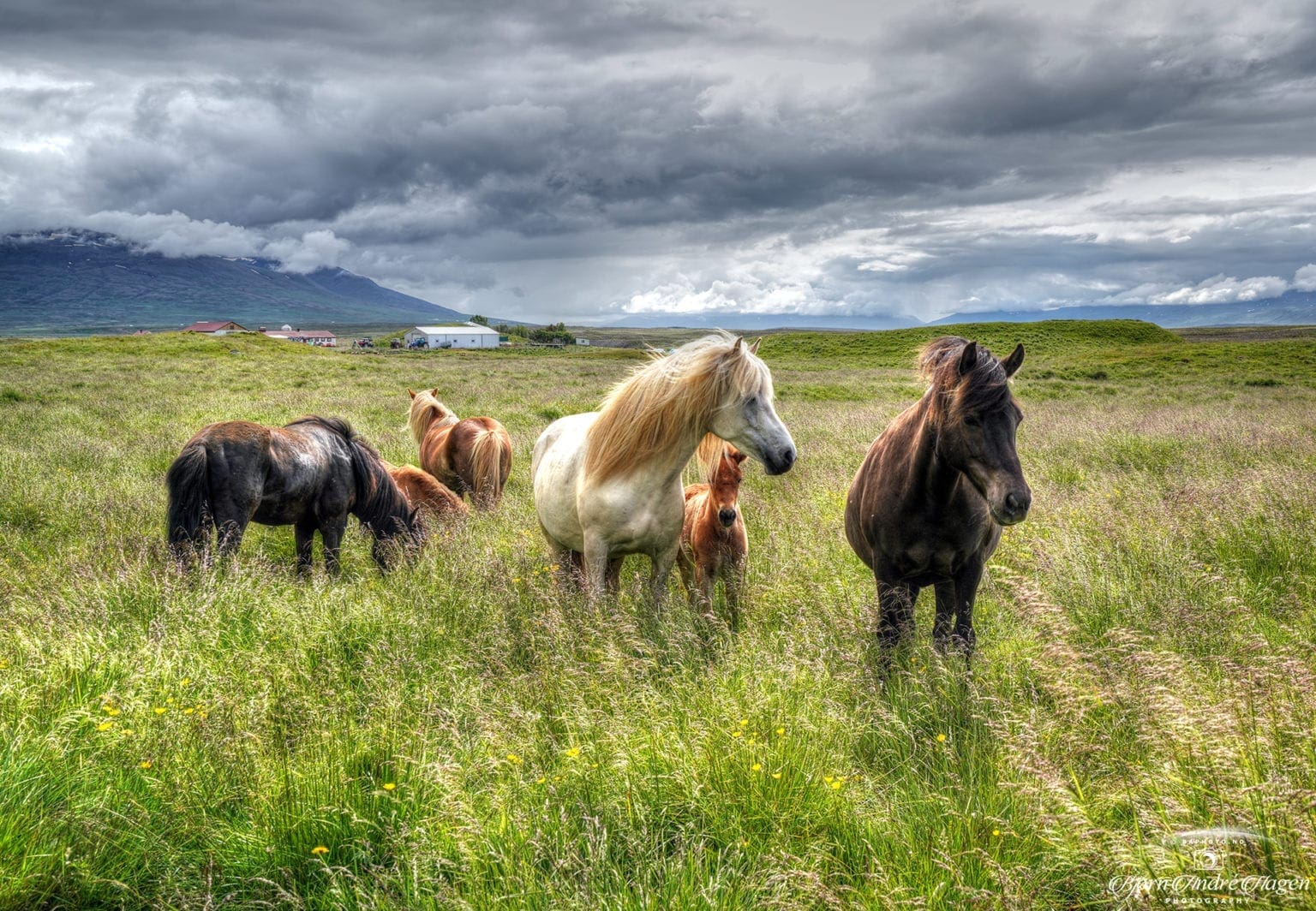 Horses of Iceland