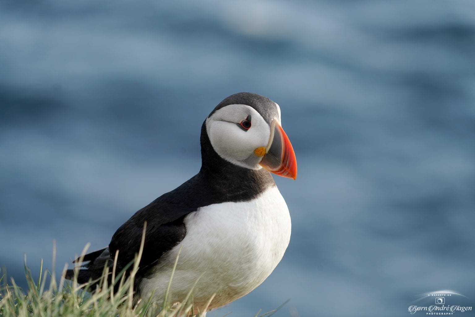 Puffin 10