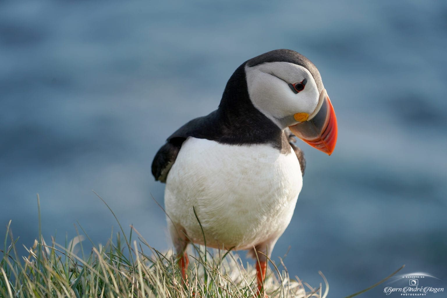 Puffin 11