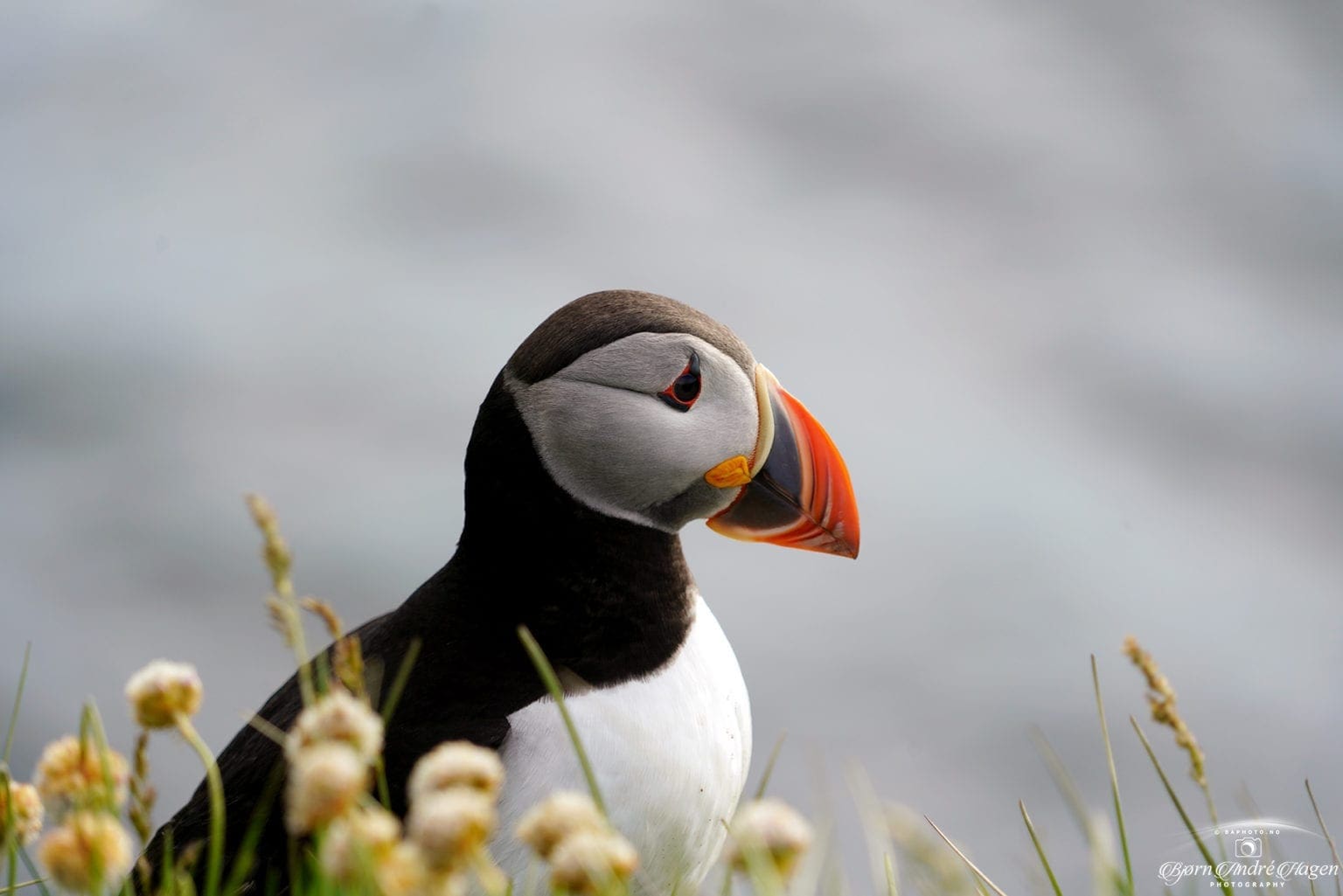 Puffin 1