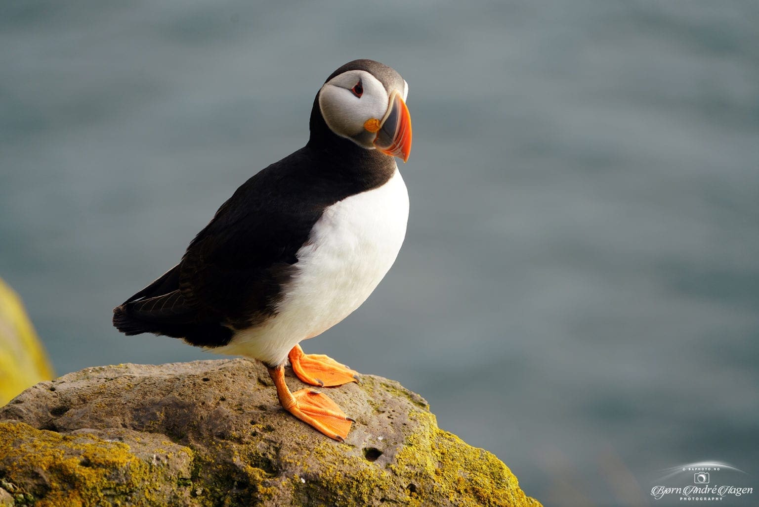 Puffin 3