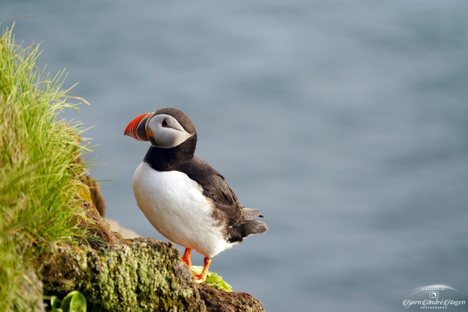 Puffin 5