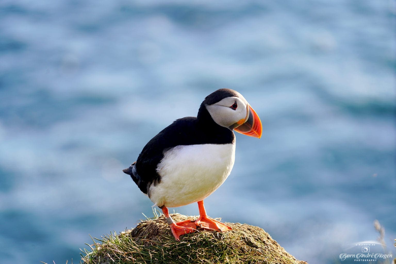 Puffin 8