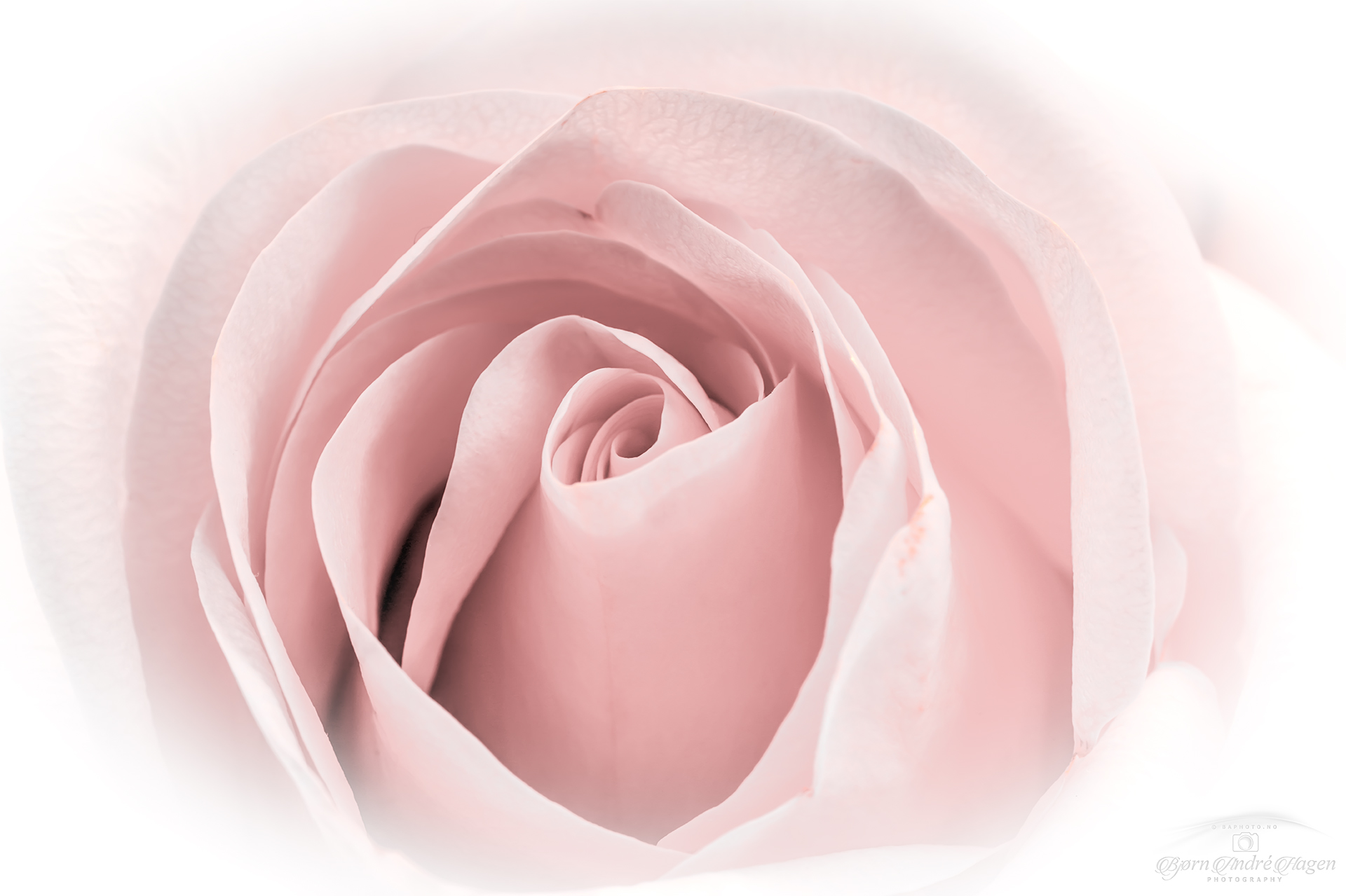 Soft Rose 1 2020