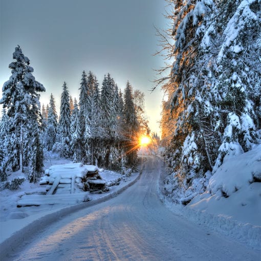 Sunset in the winter forest