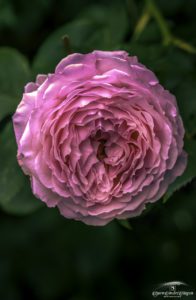 Molde Rose layers