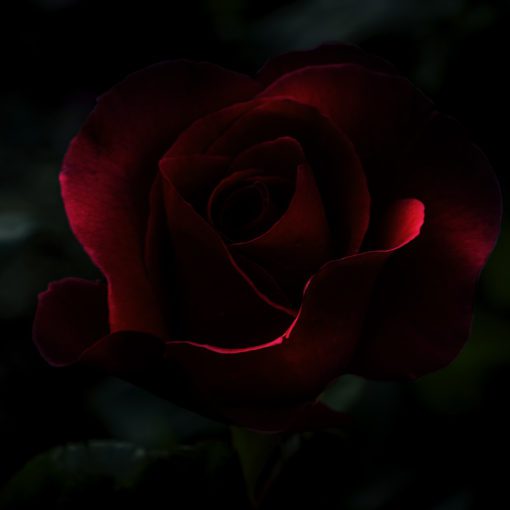 Molde Rose Low light
