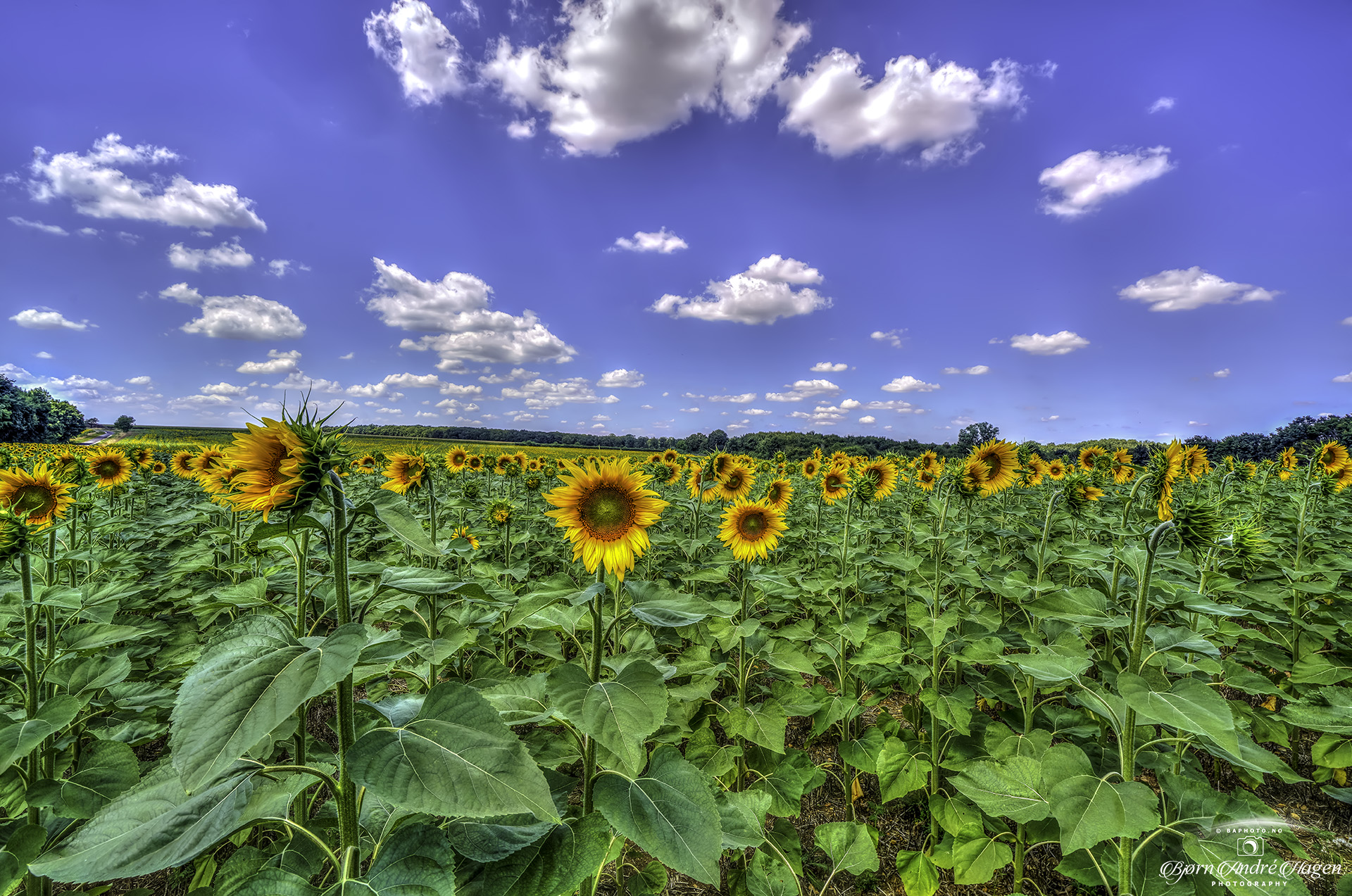 Sunflower Field France 2022