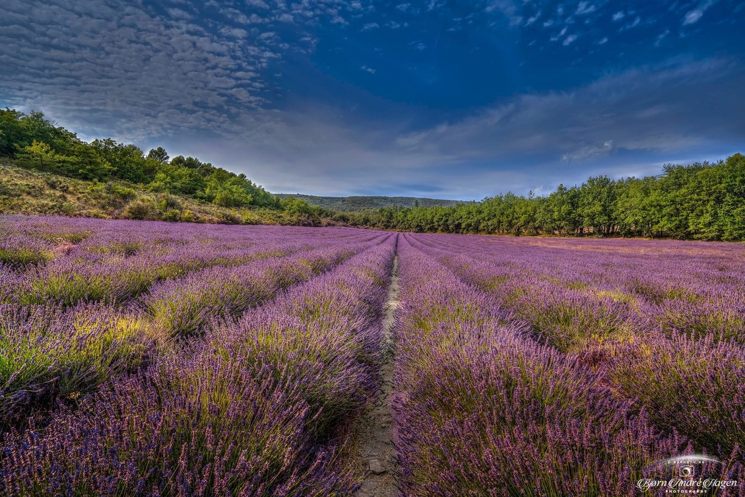 Lavender-France-2022