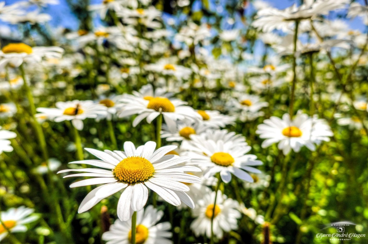 Field-of-Daisy