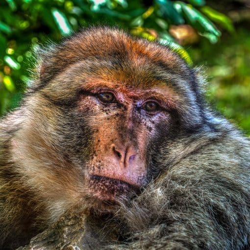 Barbary macaques France #2