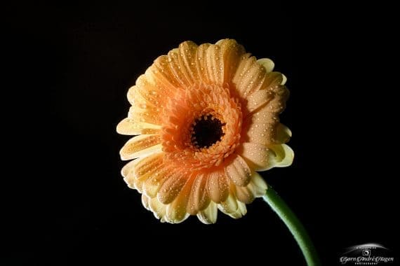 Gerbera with drops