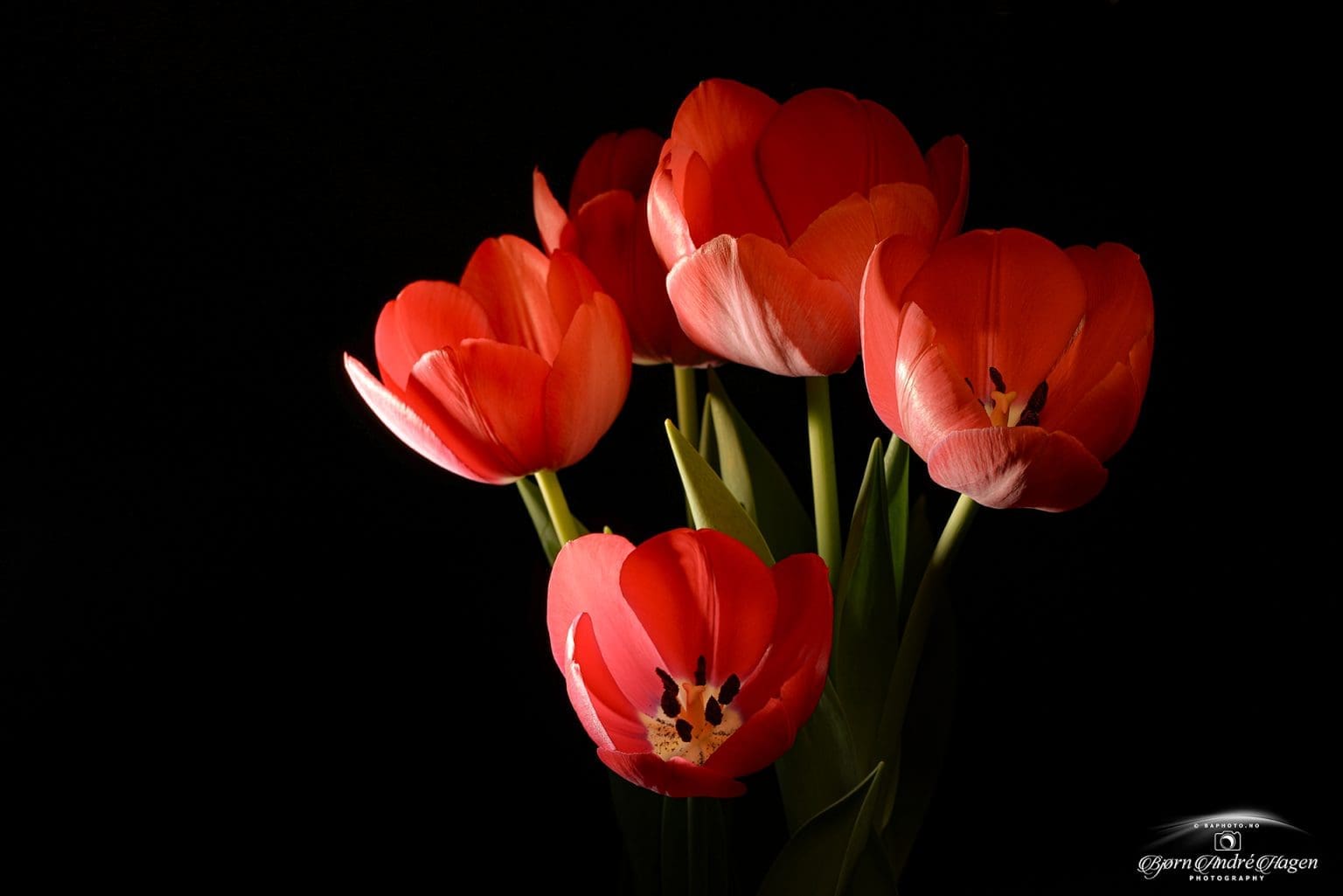 Tulips in studio-2024